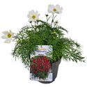 Bild von EJ Cosmos Bipinatus White